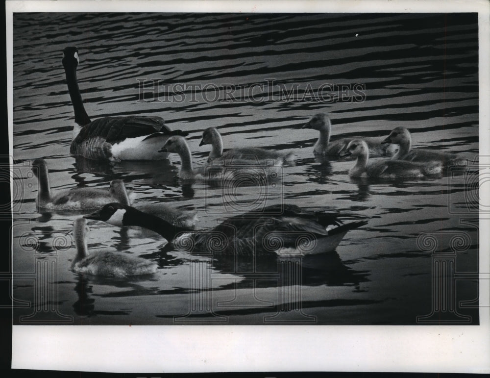 1971 Press Photo A family of geese at the Milwaukee County Zoo, Wisconsin - Historic Images