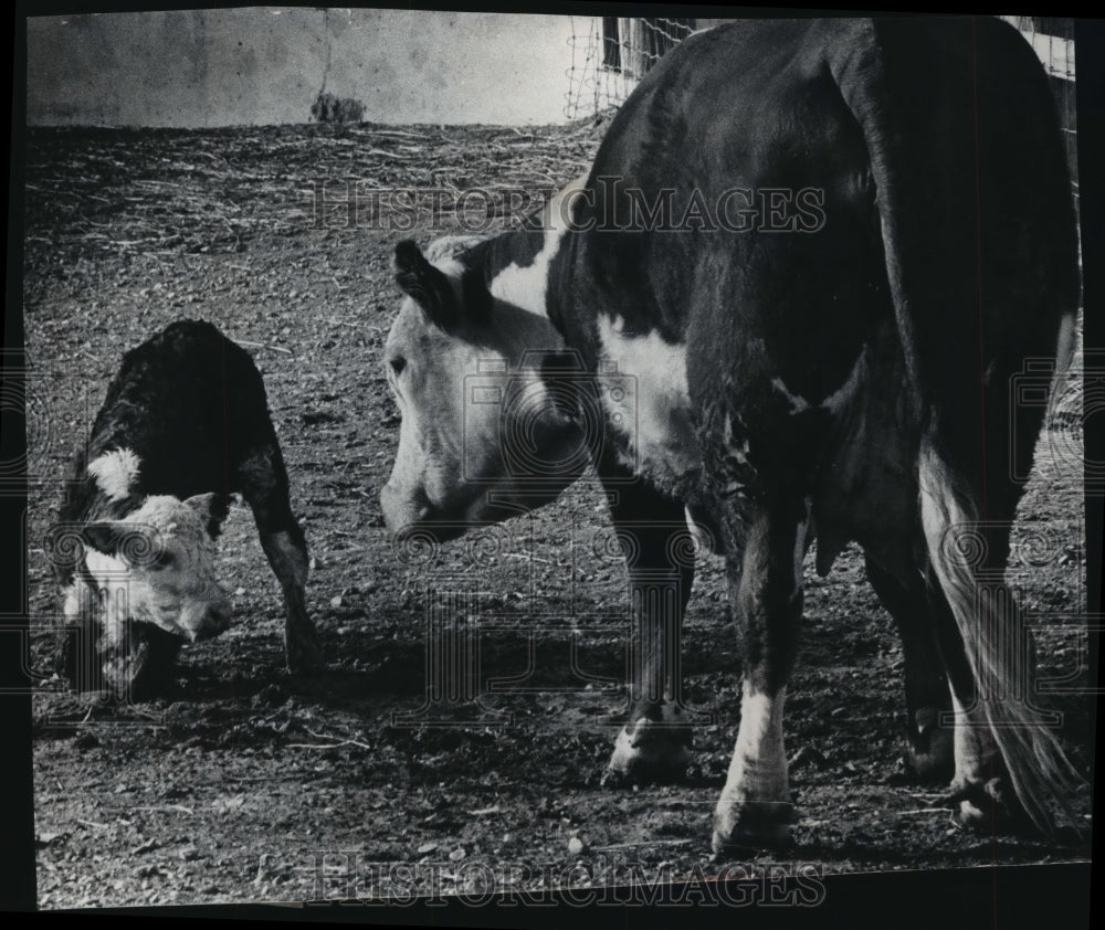 1970 Press Photo A cow and newborn calf at the Milwaukee County Zoo, Wisconsin - Historic Images