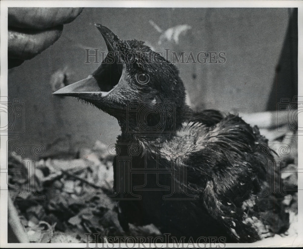1971 Baby bird, Milwaukee Children&#39;s Zoo-Historic Images