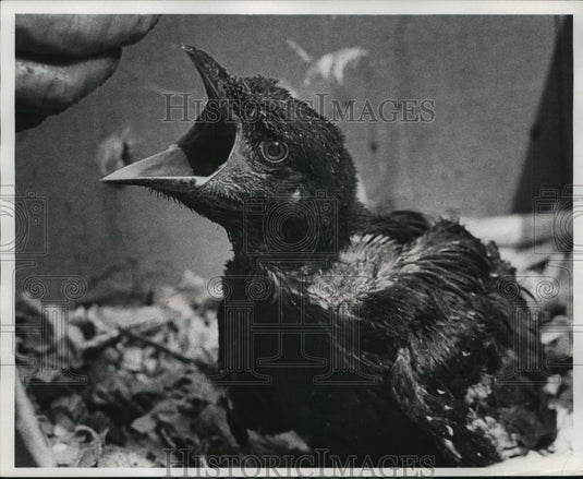 1971 Baby bird, Milwaukee Children's Zoo-Historic Images