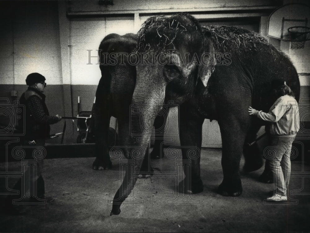 1990 Trainers work with Lota,  Dumbo in the exercise ring, Illinois. - Historic Images