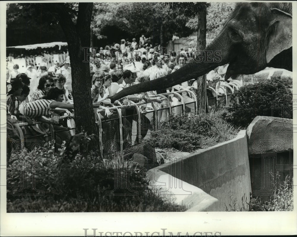 1982 Crowd at Zoo feeds un-shy Indian elephant treat, Milwaukee. - Historic Images
