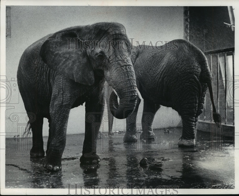 1978 Press Photo Elephants safely inside for the winter at the Milwaukee Zoo - Historic Images