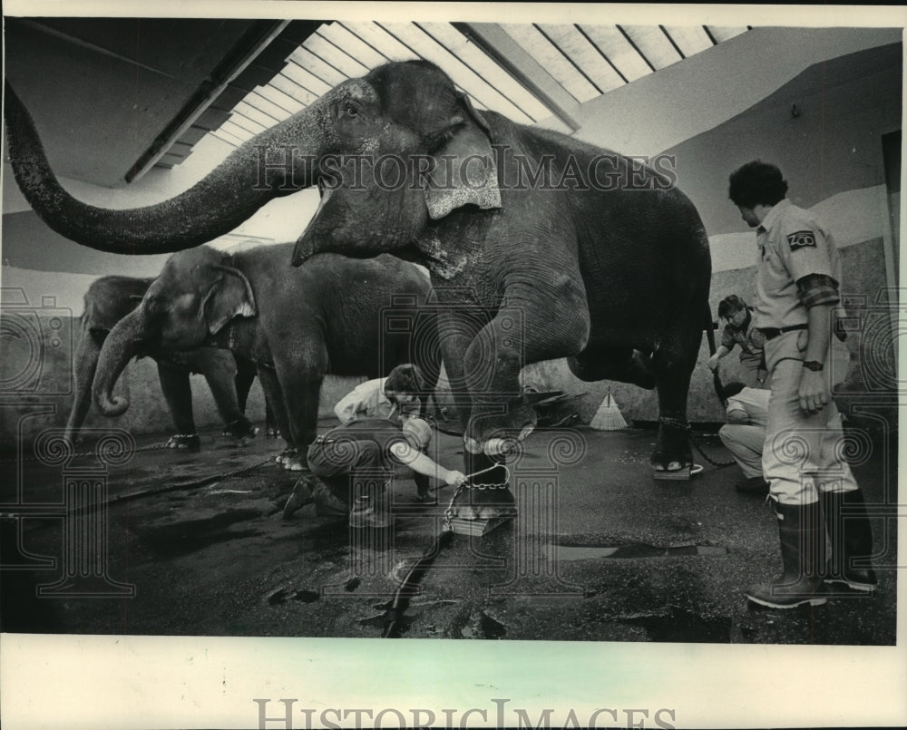 1986 Press Photo Anne came in at 7,300 pounds after weigh-in at Milwaukee Zoo - Historic Images