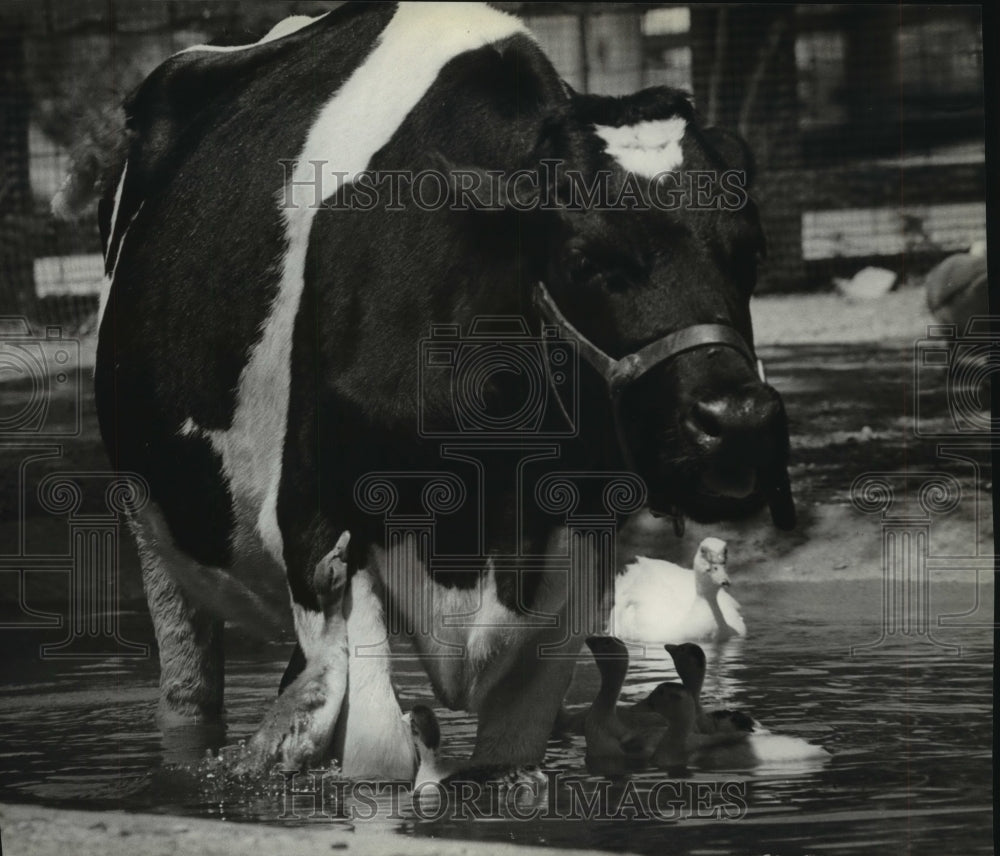 1980 Press Photo Cow wanders through duck pond in Milwaukee Children&#39;s zoo - Historic Images