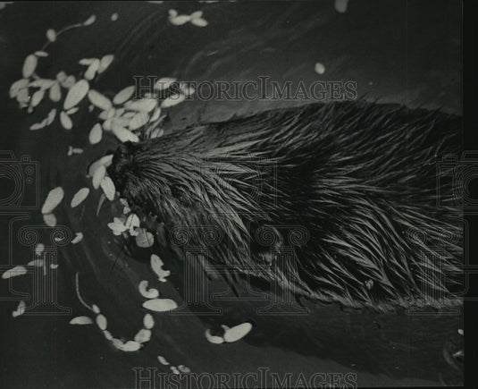 1984 Beaver Swims in Pond at the Milwaukee County Zoo in Wisconsin-Historic Images