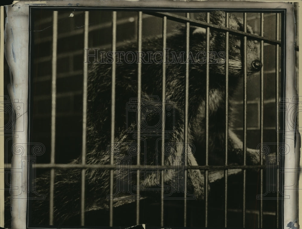 1924 Press Photo A Binturong or Bear Cat at the Milwaukee Zoo. - mjb56958 - Historic Images
