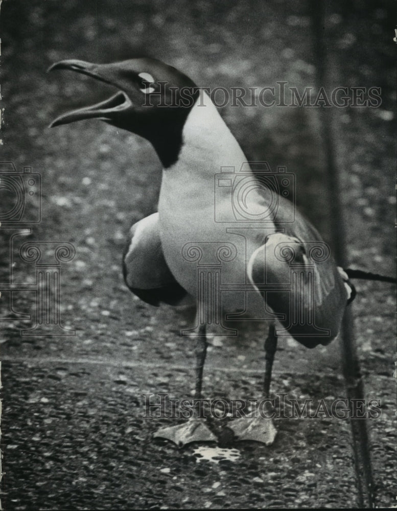 1974 Press Photo A bird at the County Zoo called the laughing gull, Milwaukee. - Historic Images