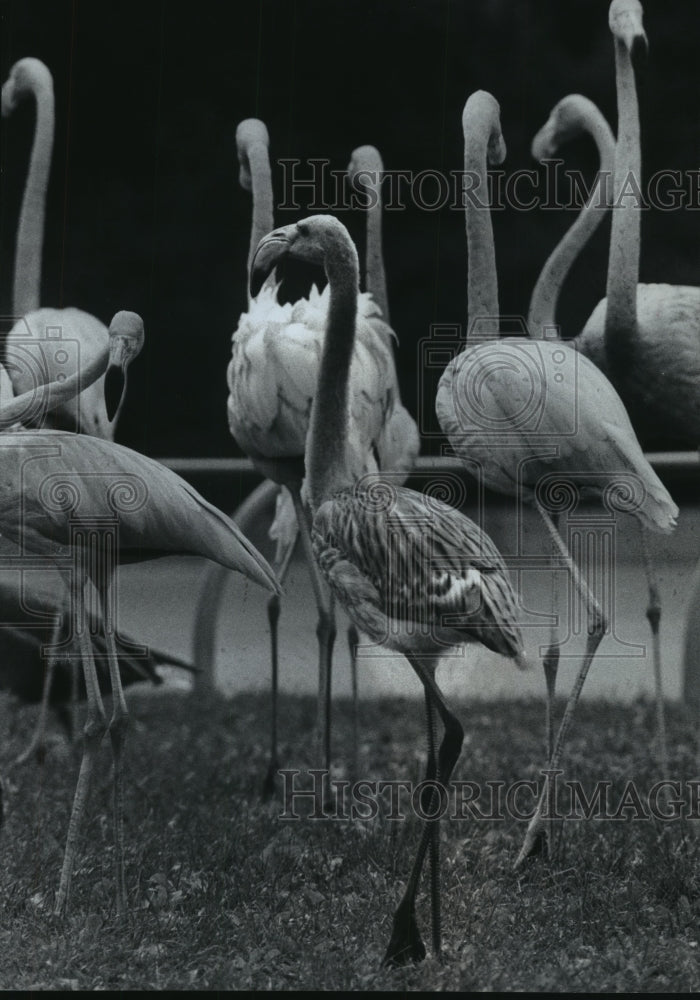 1975 Flamingos at Milwaukee County Zoo-Historic Images