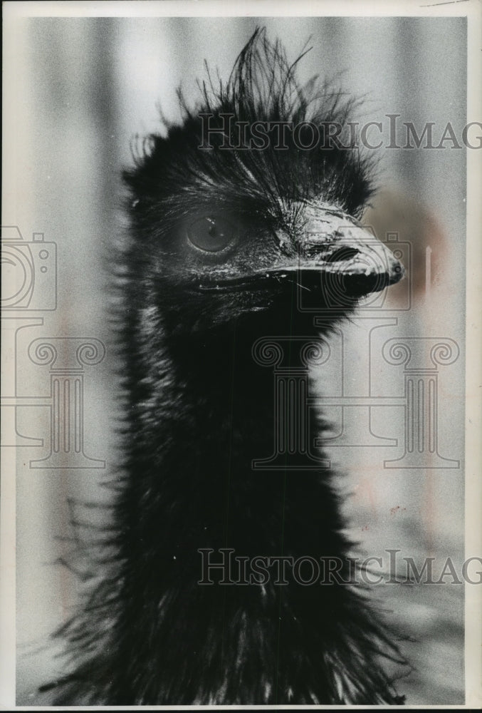 1965 Press Photo One of six new emu chicks at the Milwaukee zoo - mjb56976- Historic Images