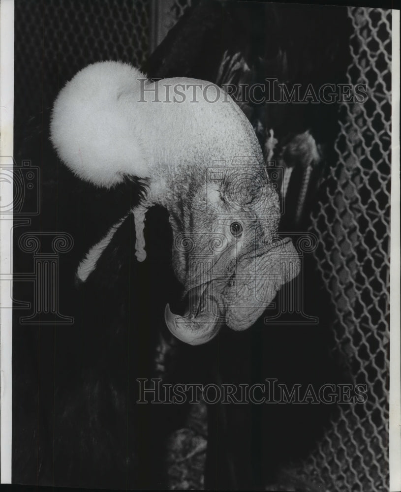 1972 Press Photo Connie, the oldest resident of the Milwaukee County Zoo. - Historic Images