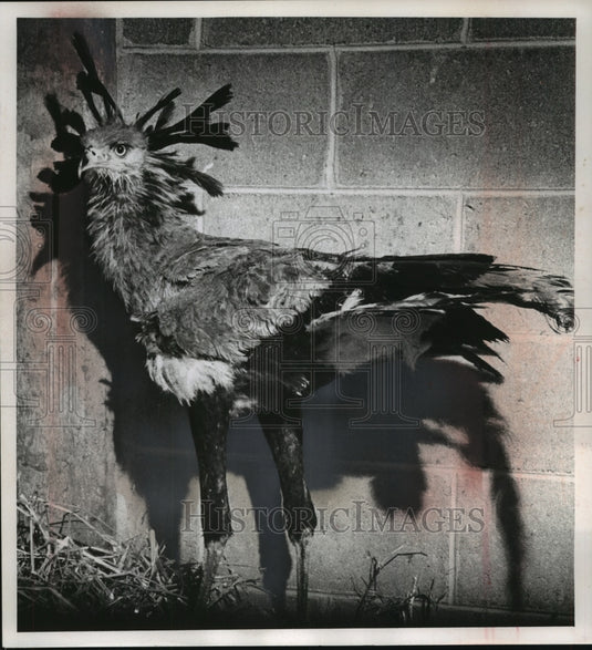 1963 Press Photo A secretary bird at the Milwaukee County Zoo - mjb57048 - Historic Images
