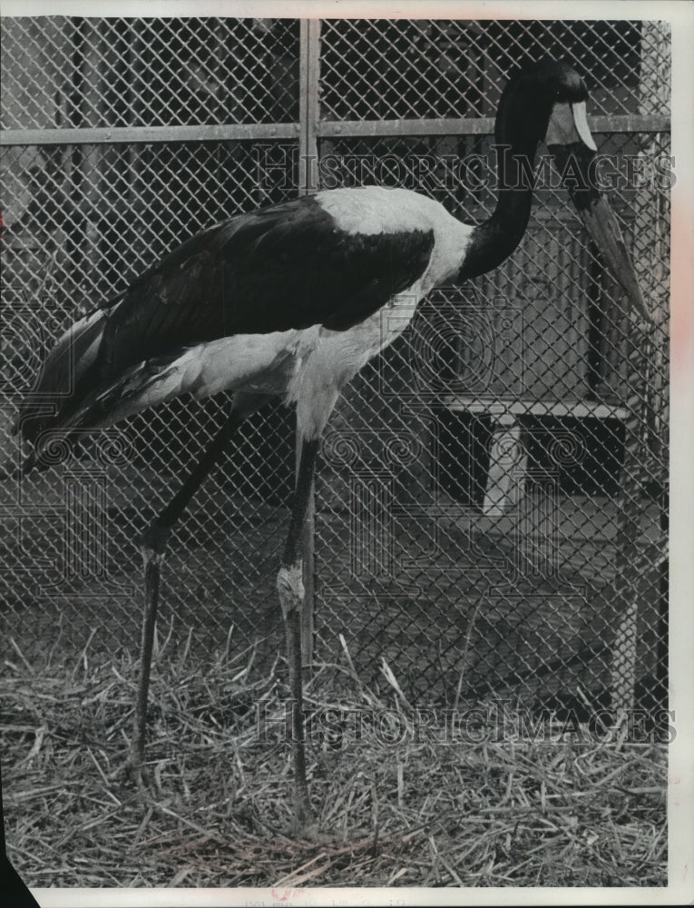 1967 Press Photo A saddle bill stork, a new arrival at the Milwaukee County Zoo - Historic Images