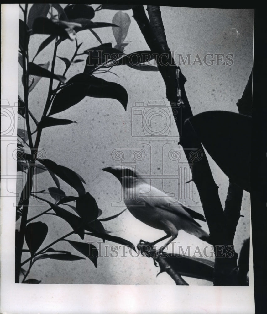 1955 Press Photo Rothschild&#39;s Mynah Birds, Milwaukee Zoo - mjb57056 - Historic Images