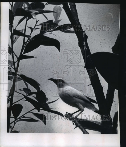 1955 Press Photo Rothschild's Mynah Birds, Milwaukee Zoo - mjb57056 - Historic Images