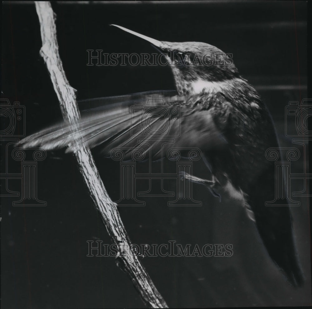 1953 Press Photo Ruby Throated Hummingbird In Midair At The Washington Park Zoo - Historic Images