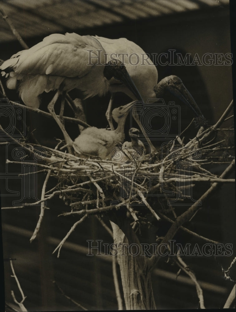1952 Press Photo Washington Park Zoo Aviary Welcomes Three Wood Ibis Hatchlings-Historic Images