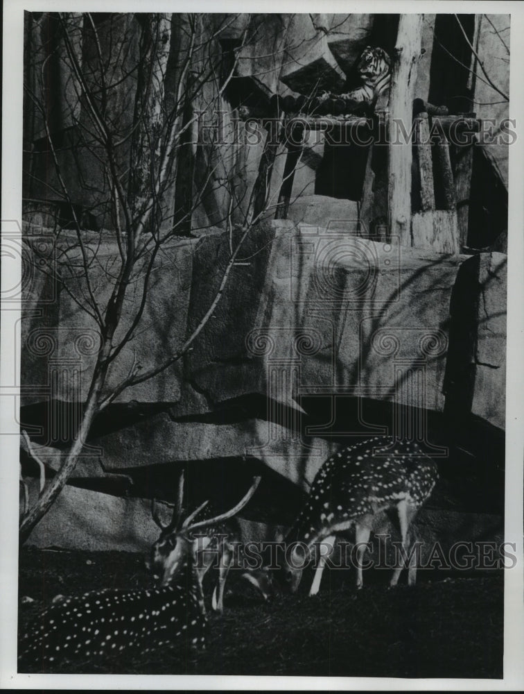 1973 Press Photo Separated by moat, deer graze and Tiger watches, Milwaukee Zoo - Historic Images