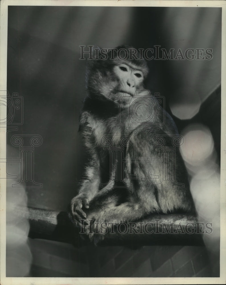 Press Photo Barbary Ape, Jenny sits quietly in cage in Milwaukee Zoo - Historic Images