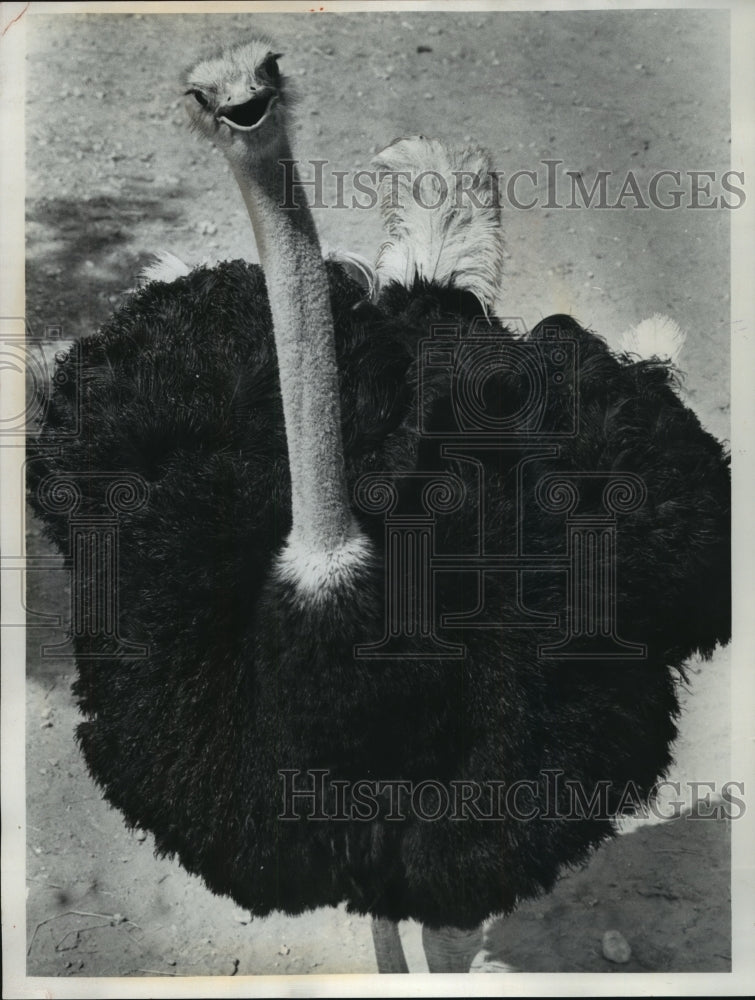 1976 Press Photo Ostrich at the Milwaukee Zoo - mjb57314 - Historic Images