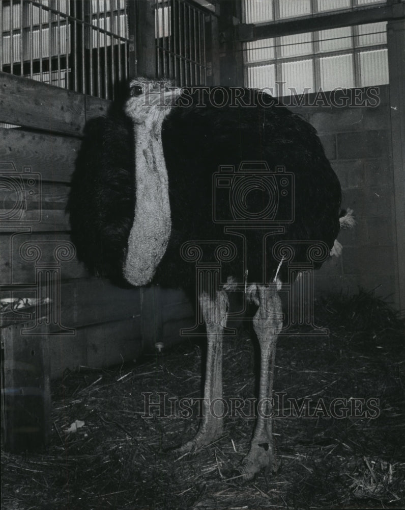 1983 Press Photo Ostrich at the Milwaukee County Zoo - mjb57316 - Historic Images