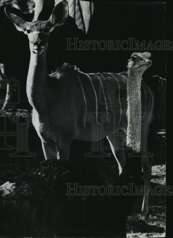 1978 Press Photo Milwaukee Zoo Ostrich Standing Guard - mjb57318 - Historic Images