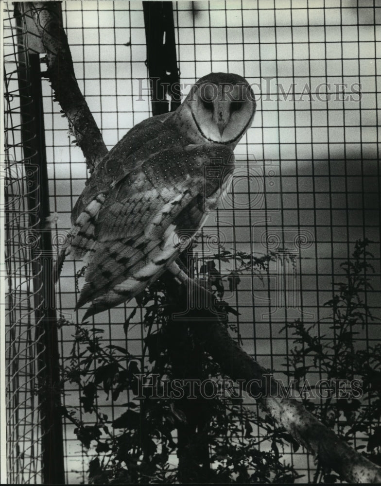 1982 Press Photo Barn owl in aviary area at Milwaukee County Zoo - mjb57319 - Historic Images