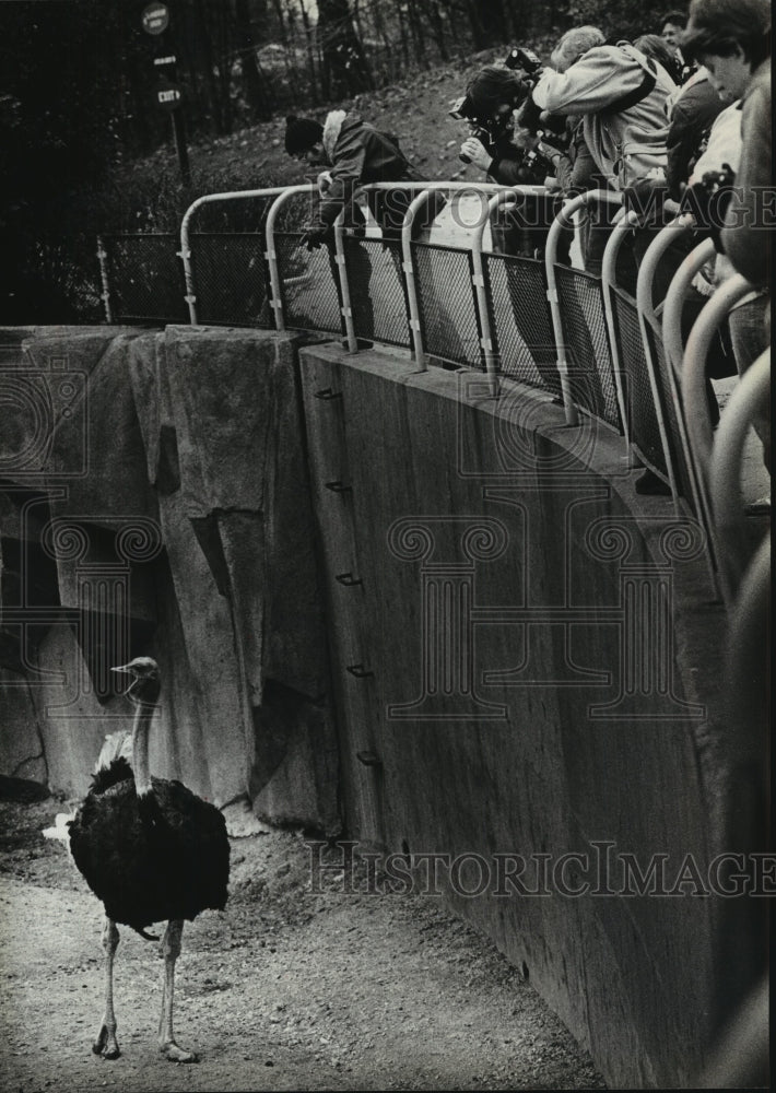 1979 Press Photo Milwaukee Zoo Ostrich was a Star During a Photo Clinic. - Historic Images