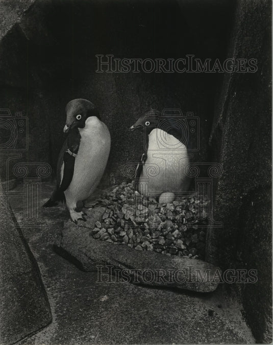 1972 Press Photo Penguin Couple in Nest at the Milwaukee County Zoo in Wisconsin - Historic Images