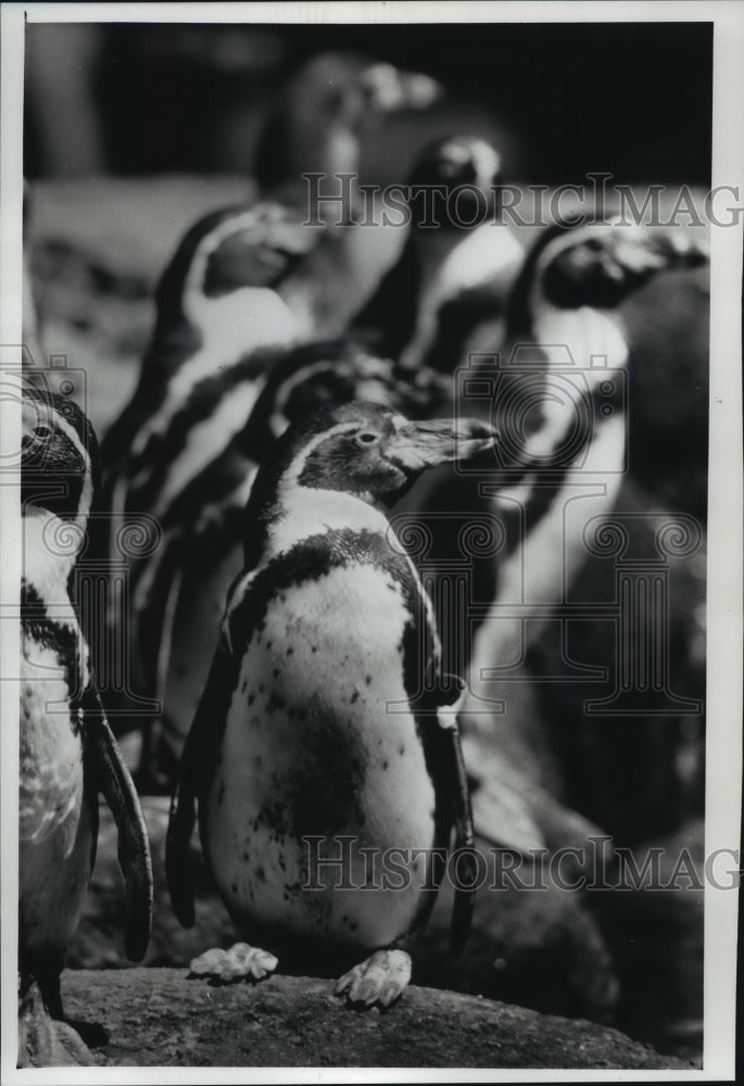 1990 Press Photo Aristocratic penguins cut striking profiles at Milwaukee Zoo - Historic Images