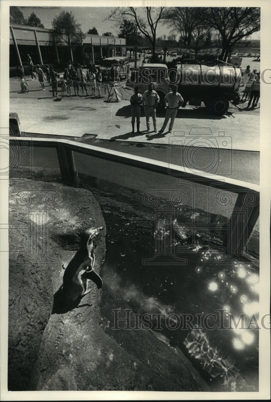 1988 Penguins in their finest attire greet visitors at Milwaukee Zoo - Historic Images