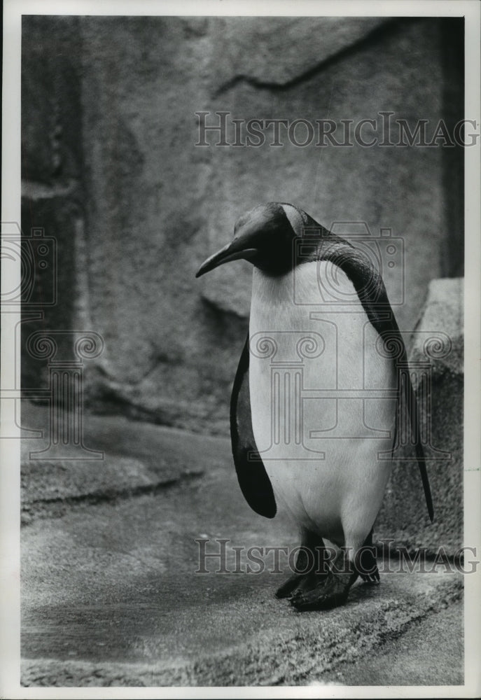 1964 Press Photo Milwaukee Zoo penguin - mjb57364 - Historic Images