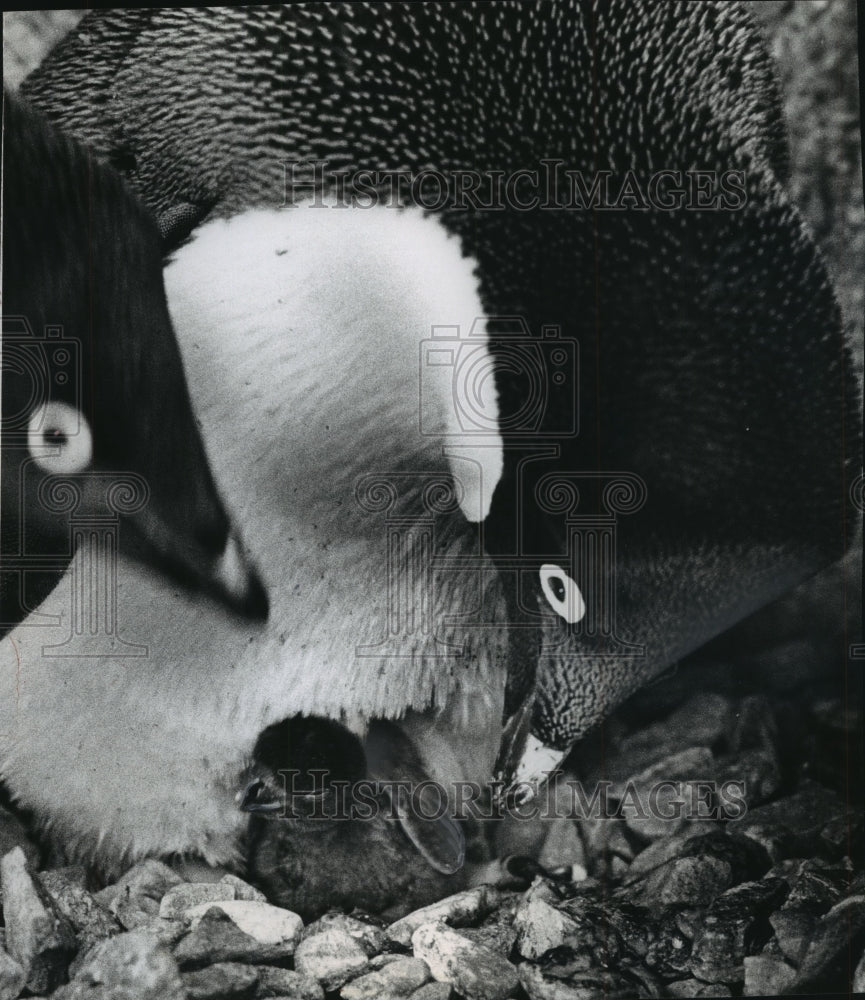 1973 Press Photo Adelie Penguins with Chick at Milwaukee County Zoo in Wisconsin - Historic Images