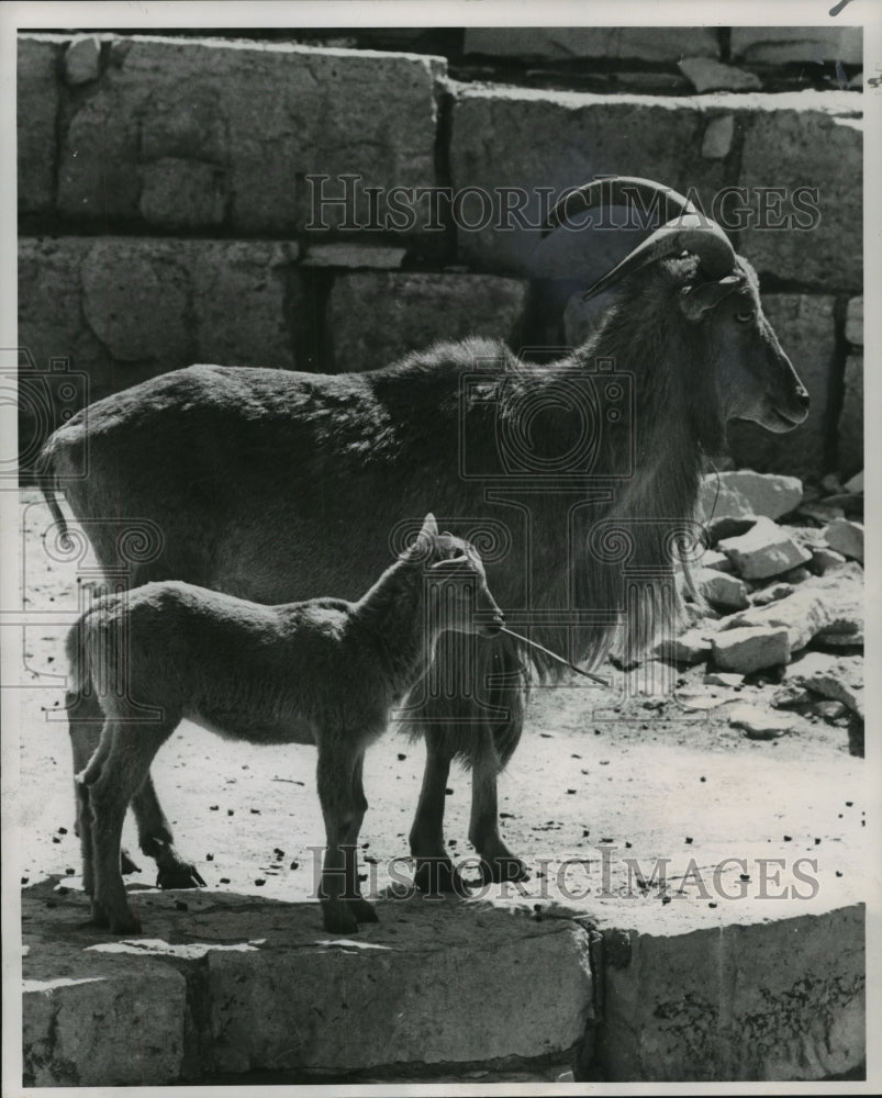 1958 Press Photo Aoudad and Baby at Washington Park Zoo in Milwaukee, Wisconsin - Historic Images