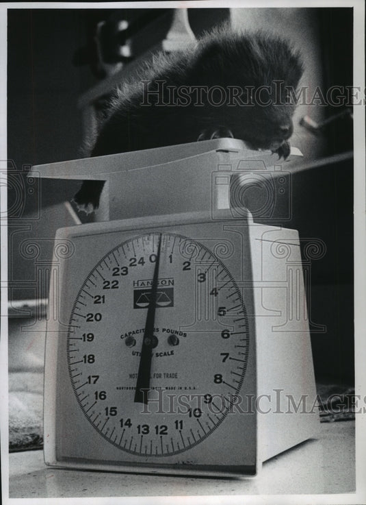 1971 Press Photo Tiny arctic fox kit less than half a pound at the Milwaukee Zoo-Historic Images