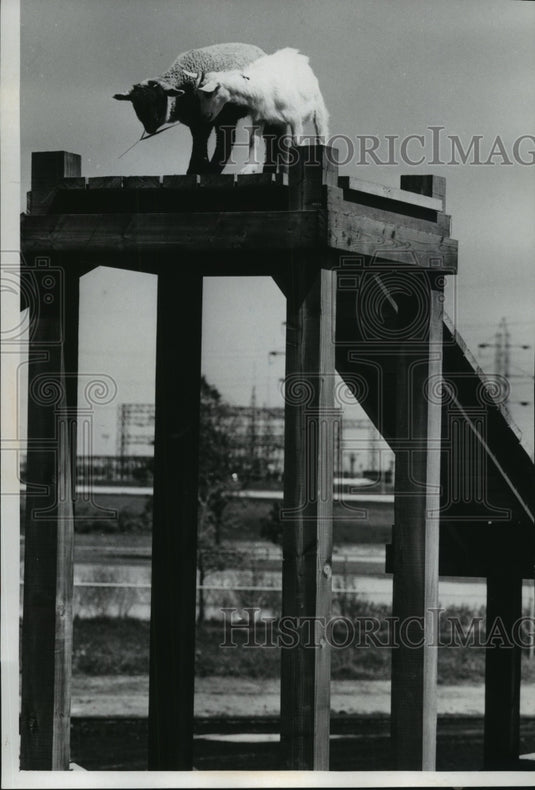 1971 Press Photo Milwaukee Children's Zoo lamb and goat climb tower - mjb57420 - Historic Images