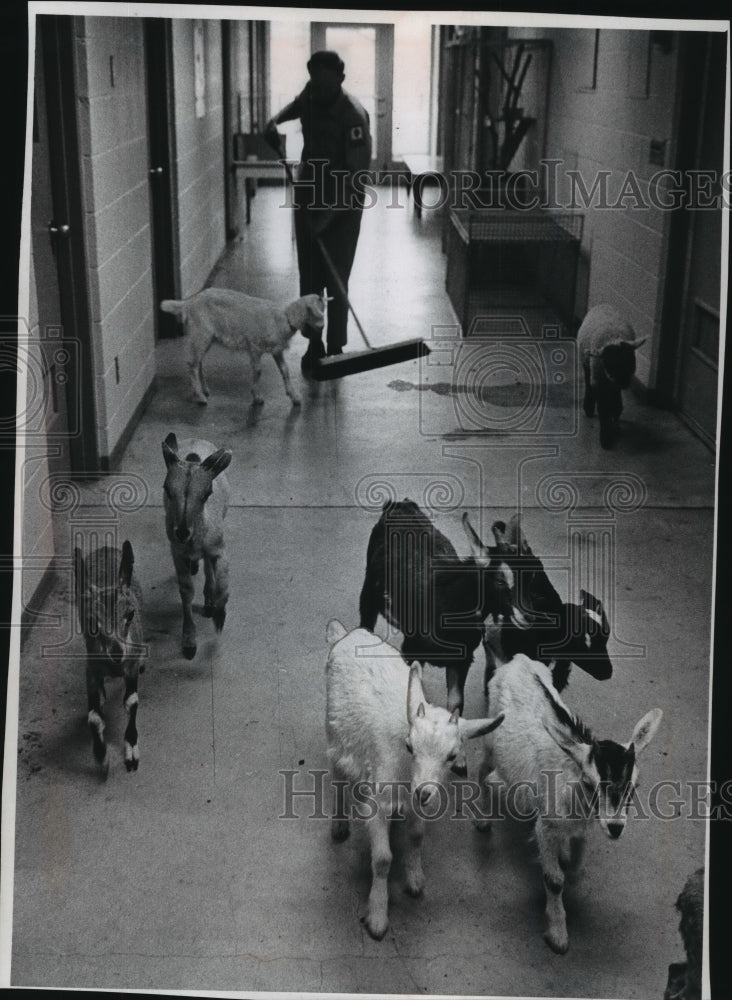 1971 Press Photo Hugh Evans, Bruce Davis care for animals at Milwaukee Zoo - Historic Images