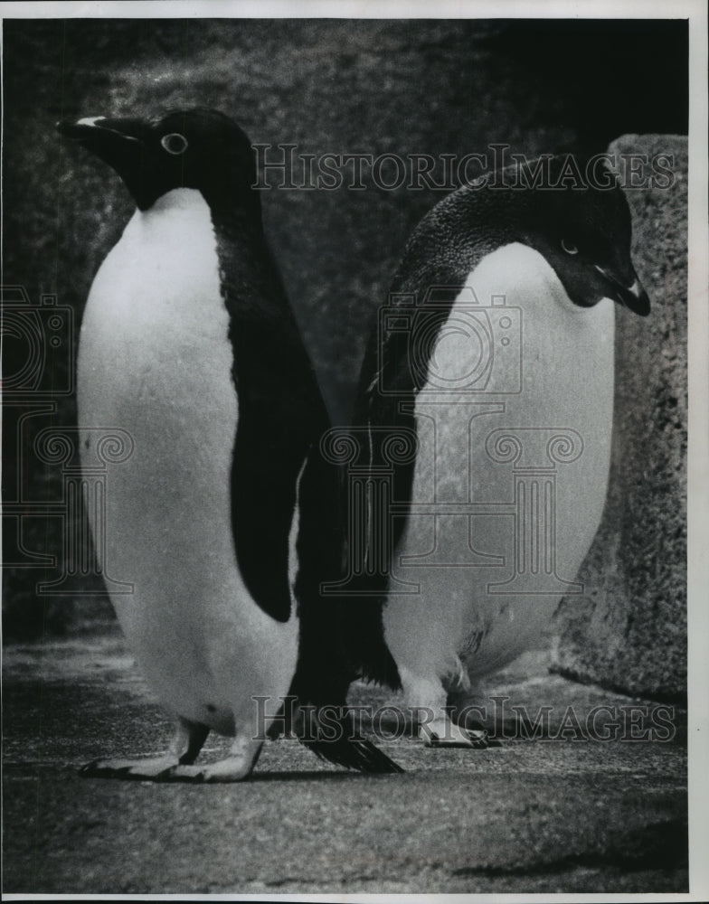 1971 Press Photo A pair of penguins at the Milwaukee County Zoo - mjb57482 - Historic Images