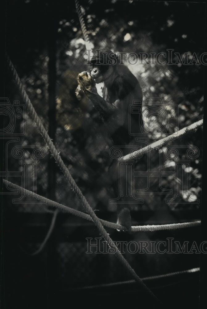 1990 Press Photo Milwaukee County Zoo Bonobos Enjoying its Outdoor Enclosure - Historic Images