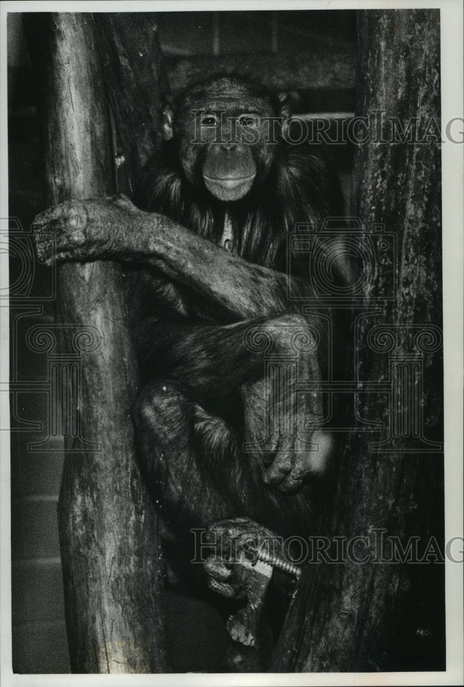 1989 Press Photo Milwaukee County Zoo Bonobo Enjoying the Day in a Tree - Historic Images