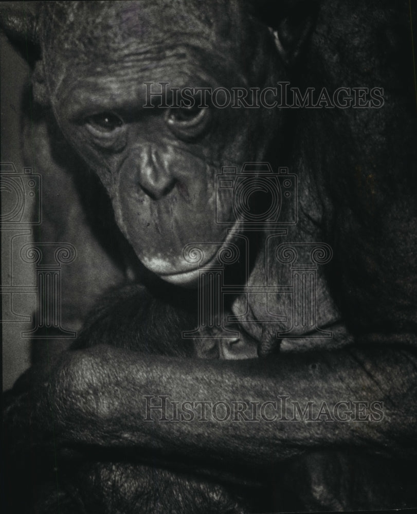 1990 Press Photo Milwaukee County Zoo Bonobo Snuggles Her Newborn Baby Girl - Historic Images