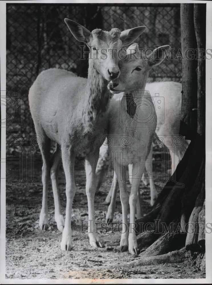 1969 Press Photo Milwaukee Zoo White Deer Nuzzled Together - mjb57574- Historic Images