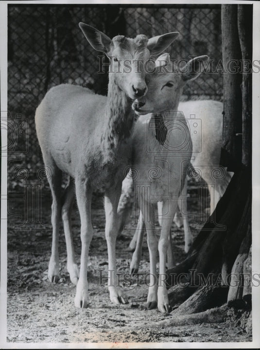1969 Press Photo Milwaukee Zoo White Deer Nuzzled Together - mjb57574- Historic Images