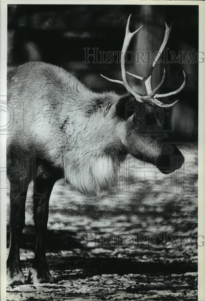 1981 Press Photo Santa&#39;s Newest Reindeer Helper at the Milwaukee Zoo - Historic Images