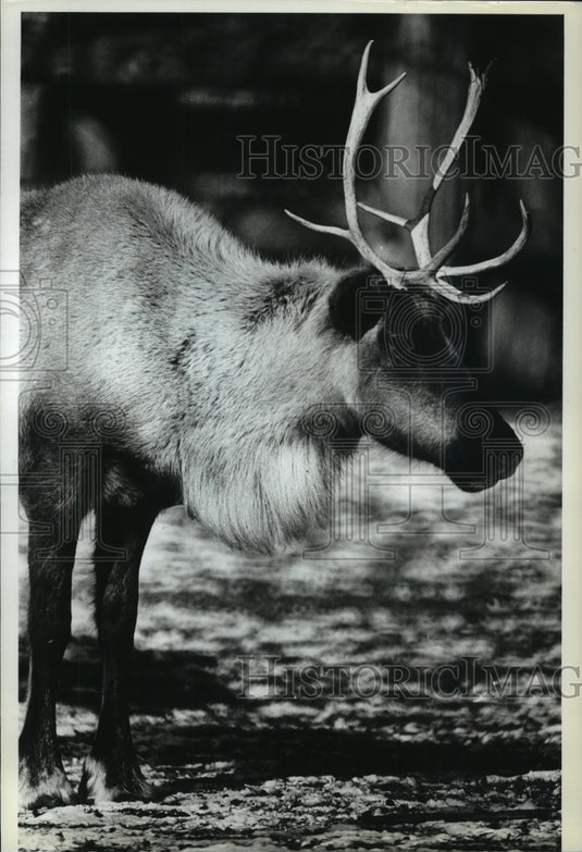 1981 Press Photo Santa's Newest Reindeer Helper at the Milwaukee Zoo - Historic Images