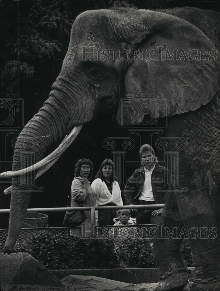 1992 Press Photo Milwaukee County Zoo Elephants Are An Enduring Favorite - Historic Images