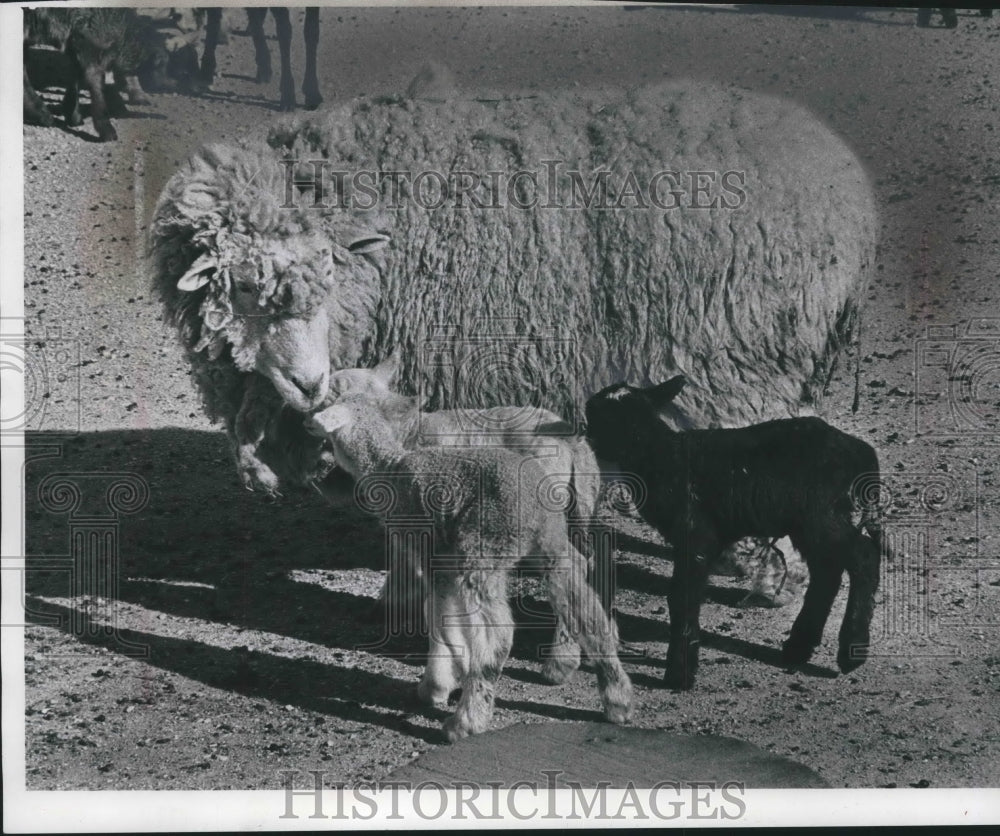 1976 Mary the Sheep with Newborn Lambs, Milwaukee Zoo - Historic Images