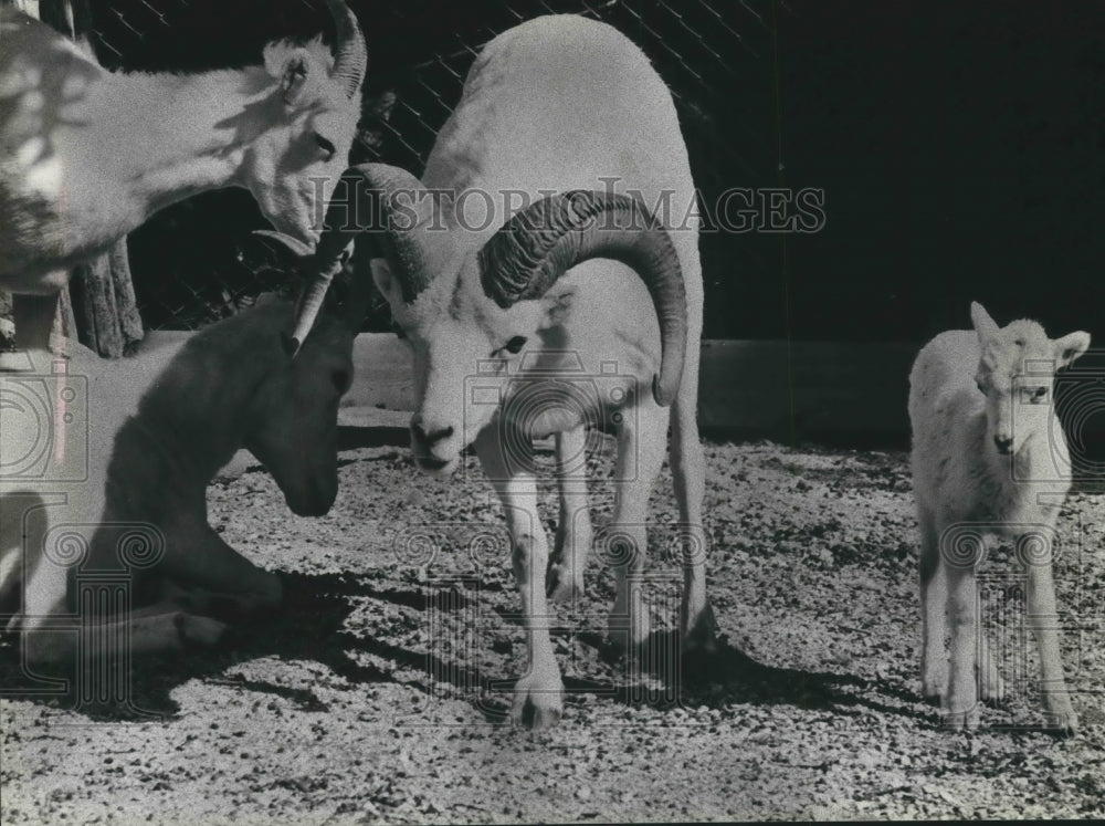 1980 Press Photo Dall Ram at the Milwaukee County Zoo in Wisconsin - mjb57629- Historic Images