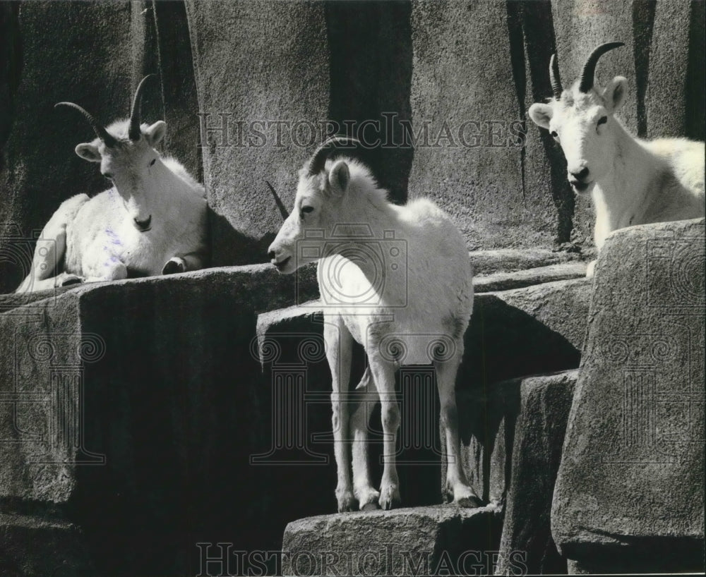 1980 Dall Sheep at the Milwaukee County Zoo in Wisconsin-Historic Images