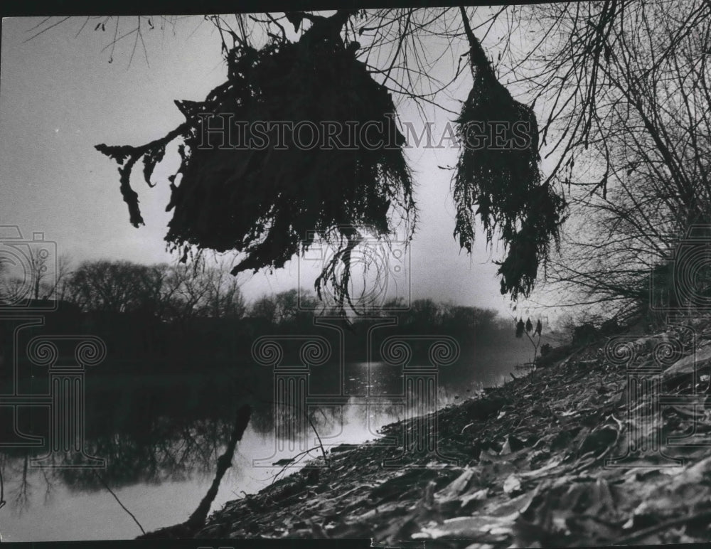 1966 Press Photo Hanging Vegetation Illustrates Low Water Level, Milwaukee River - Historic Images